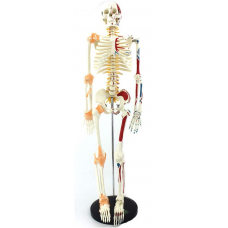 Human Muscular Skeleton (Medium Size)